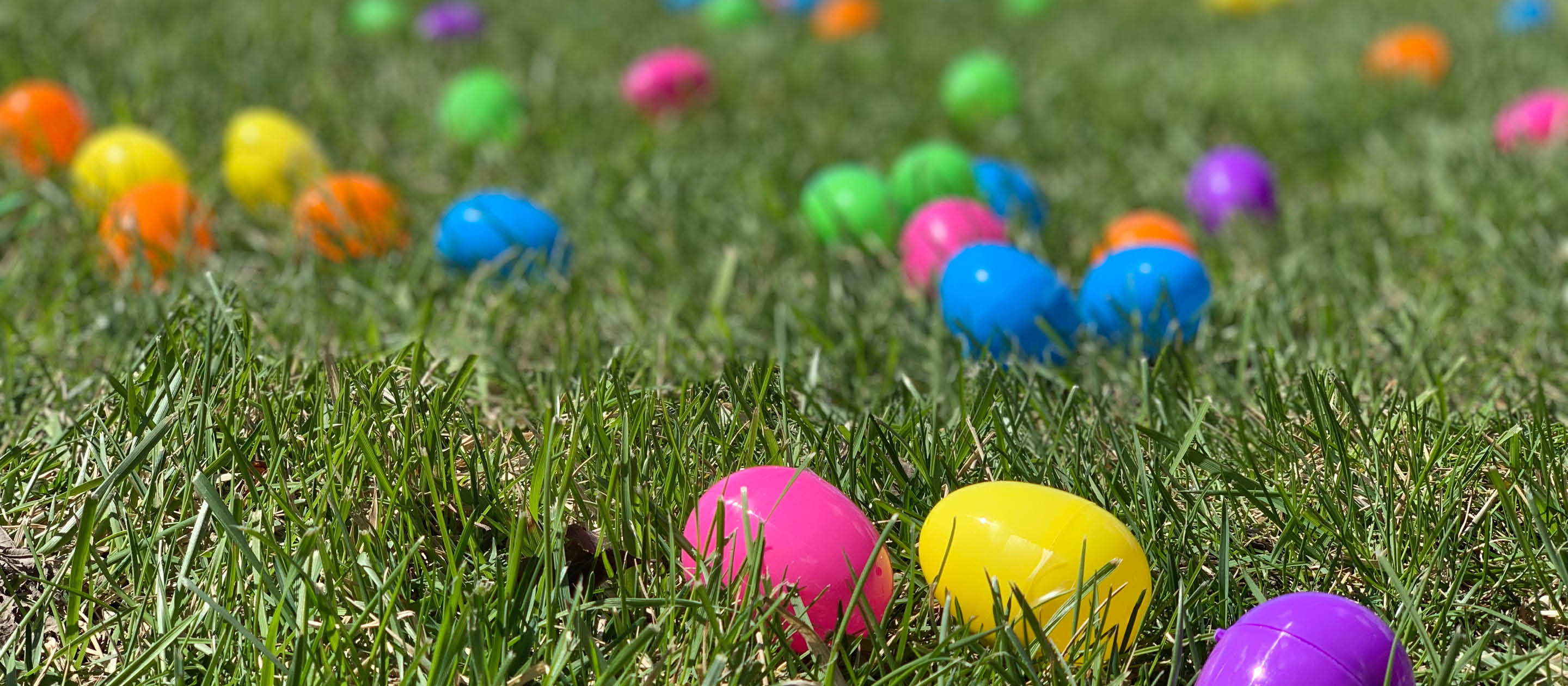 Funny Bunny Photos Schaumburg Park District